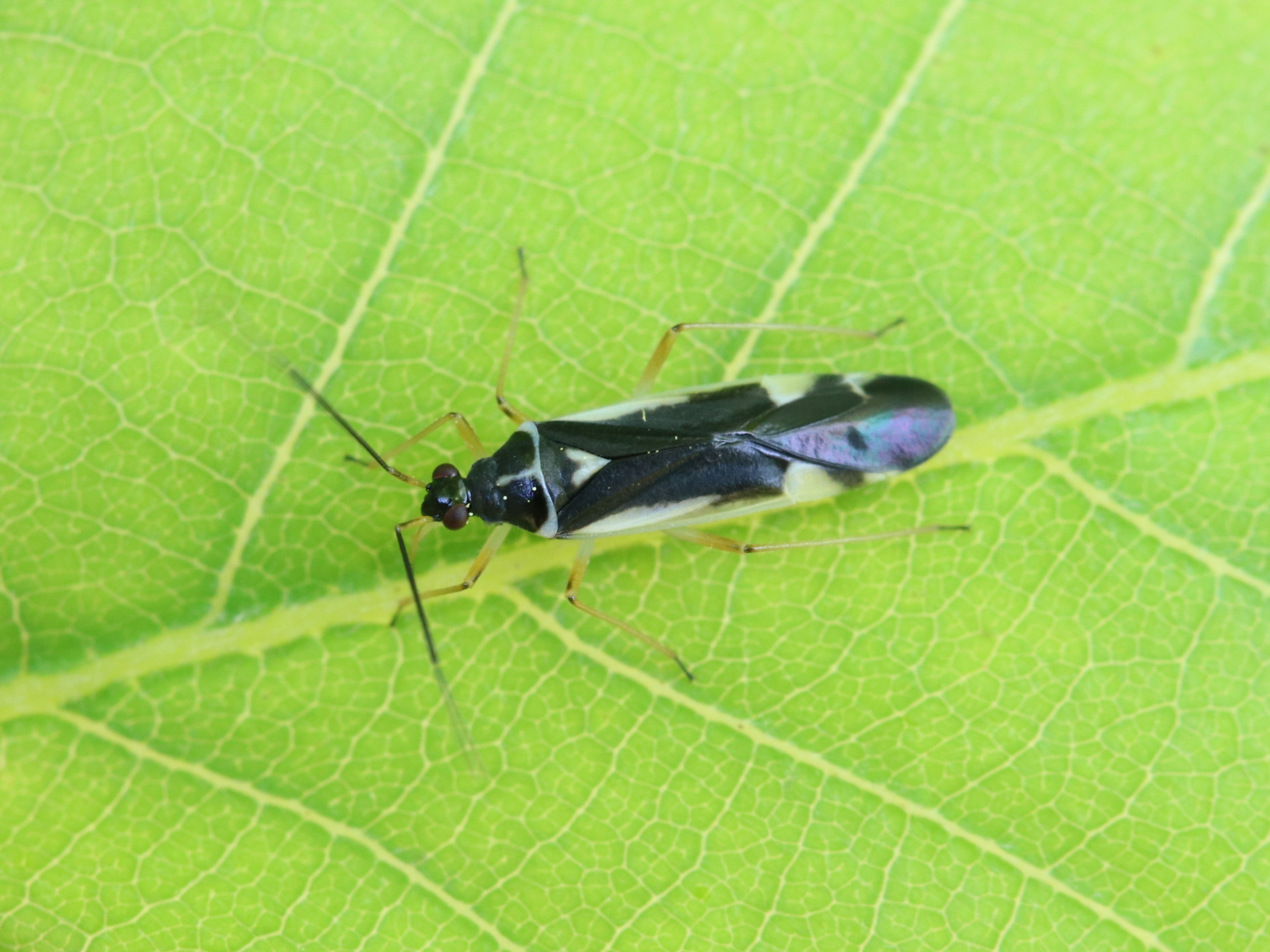 葉上のケブカキベリナガカスミカメ